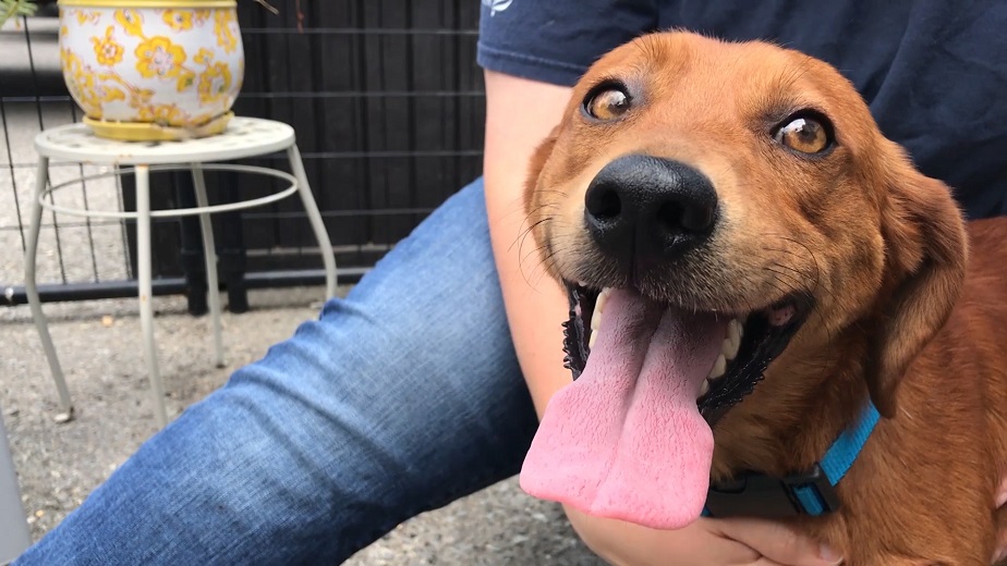 Downtown Roanoke to host first Dog Show and Yappy Hour