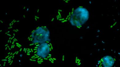 Scientists have just discovered a natural antimicrobial product that is effective against fungi both in plants and humans