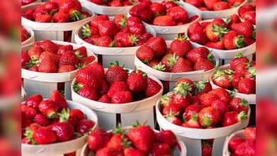Roanoke’s annual Strawberry Festival brings community together
