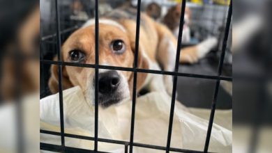 Angels of Assisi’s new pet center nears completion