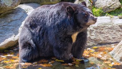 Roanoke officials urge caution after bear sighting at Mill Mountain Park