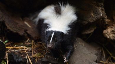 Health officials issue rabies warning after skunk tests positive in Botetourt County