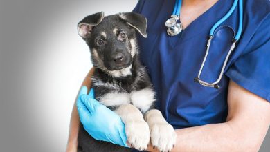 Dog owners advised to vaccinate dogs as mysterious illness spreads nationwide