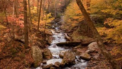Roanoke relies on daily votes to remain number one for the Best Destination for Fall Colors title