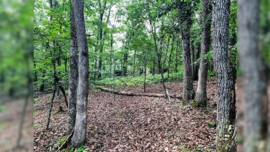 Virginia creates new natural area preserve to protect rare millipede species found only in Montgomery County